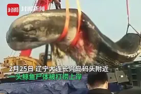 画面震撼！大连海域惊现18米长鲸鱼尸体图片