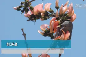 春日鸟趣视频封面
