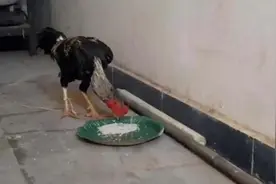 男子参加非法斗鸡比赛，却被自己的鸡杀了……图片