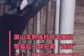 厉害了！黑山羊熟练开锁带同伴出圈觅食图片
