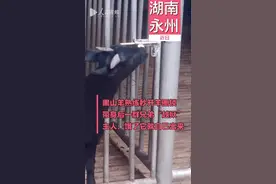 厉害了！黑山羊熟练开锁带同伴出圈觅食图片