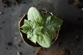 她往花盆里加点这个，再也不怕积水烂根，3天黄叶变绿叶图片