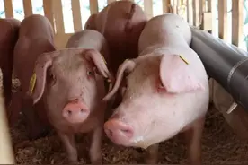 我国生猪九成以上从国外引种扩繁，37个本土品种濒危或灭绝图片