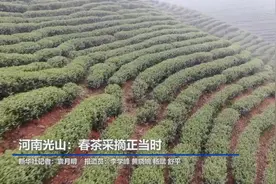 河南光山：春茶采摘正当时视频封面