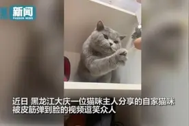 猫咪被主人用皮筋弹了后“整个猫都不好了”：眼神瞬间布满“杀气”图片
