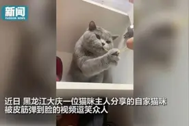 猫咪被主人用皮筋弹了后“整个猫都不好了”：眼神瞬间布满“杀气”图片