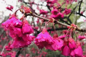 西安青龙寺早樱盛放 引市民踏春赏花图片