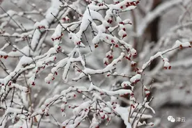 天津雪景图来了！路况如何了？最新消息在这儿图片