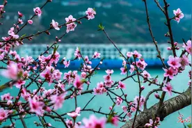 湖北秭归：花红水碧三峡美图片