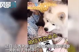 狗子看主人吃零食 发现男主人用盆能得到后赶紧叼来自己的饭盆图片