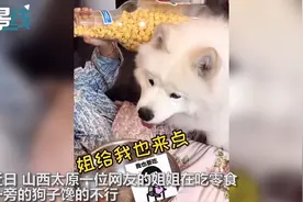 狗子看主人吃零食 发现男主人用盆能得到后赶紧叼来自己的饭盆图片