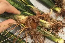 虎皮兰根烂了怎么救活，三种方法让你的虎皮兰起死回生图片