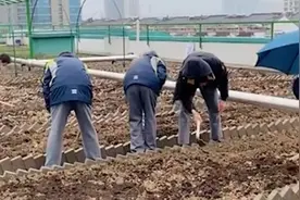 有趣！杭州一中学根据二十四节气开设种植课 每个班承包一块菜地视频封面