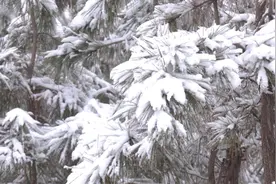 48秒｜滨州无棣县迎来全县范围降雪天气 局部中到大雪视频封面