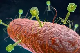 人类肠道发现7万多种未知病毒 科学家称其作用成谜图片