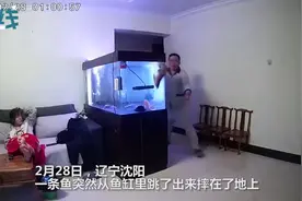 男子着急救鱼把摔倒的媳妇忘在一边 网友：这鱼比彩礼贵吧？图片