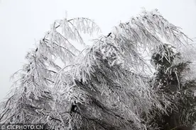 多地降春雪图片