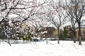 滨州学院开学第一天：下雪了！美呆了图片