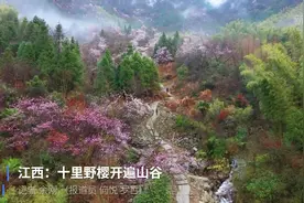 江西：十里野樱开遍山谷视频封面