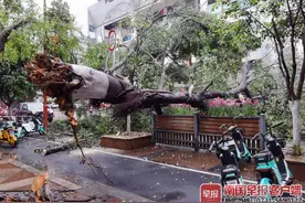 桂林一棵大榕树从根部断裂倒下，占据半幅路面图片