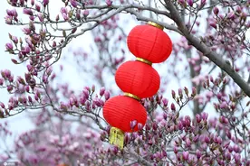 不止品读诗词里的春天：玉兰盛开，5个城市赏花正当时图片
