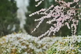 雪后德州：当春雪遇上春花，怎一个美字了得图片