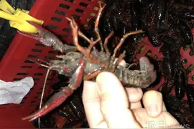 六七钱的虾零售20元一斤！武汉本地小龙虾比往年同期最多便宜一半图片