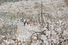 杏花盛放春意浓图片