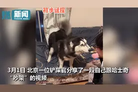 棋逢对手！哈士奇和主人“吵架”眼看要输二哈一招制服铲屎官图片