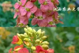 江西一大学培育出38种颜色油菜花，研究却被质疑无意义，网友：有才华图片