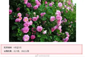 转发收藏！2021石家庄春季赏花地图来了图片