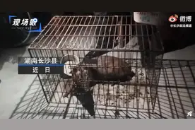 女子解救被困黄麂遭人跟踪，抱回家后调看监控画面吓出冷汗图片