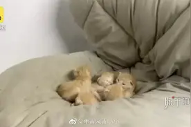 大学生返校傻眼：被子里藏5只小奶猫，曾经还有蜂巢图片
