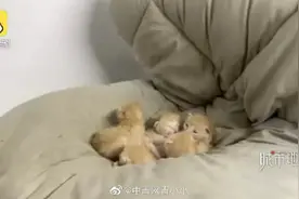 大学生返校傻眼：被子里藏5只小奶猫，曾经还有蜂巢图片