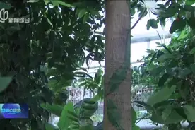 美丽绽放  罕见仙人掌首次开花视频封面