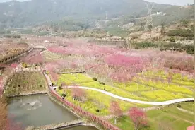 【“飞阅”中国】福建霞浦：春暖花开 “樱”你而来视频封面