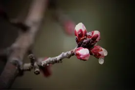 春寒料峭雨水时图片