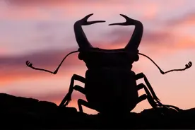 虫子再这么死下去，人类末日不远图片