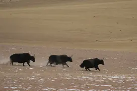 冷知识丨有些动物叫牛不是牛，是牛却不叫牛图片