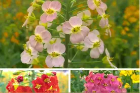 江西农大培育出45种颜色油菜花，希望带动旅游产业发展图片