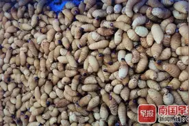 广西多名养殖户被“保价回收”吸引入套，没想到养的是被禁害虫图片