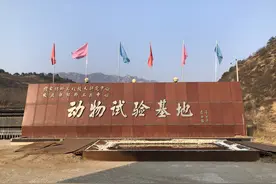大厂“养猪”：利润诱惑还是AI场景落地？图片