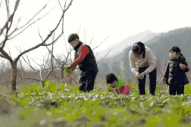 春天挖野菜啦，这几种野菜看见就挖，都是好东西！图片