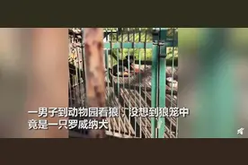 湖北一动物园“以狗充狼”，园方回应了！网友：好歹放只哈士奇啊图片