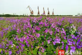 南京滨江外滩处，二月兰花盛开如花海图片