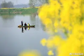 成都西南小水乡，藏了一个油菜花“千岛湖”图片