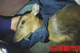 长沙女子解救被困黄麂遭人跟踪，抱回家后调看监控画面后怕不已图片