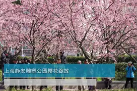 上海静安雕塑公园樱花绽放视频封面