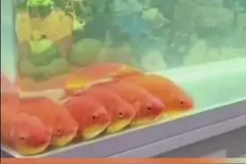 金鱼并排看电视？水产专家：条件反射而已图片