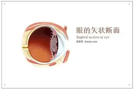 人眼太神奇了，你真的了解你的眼睛吗？图片